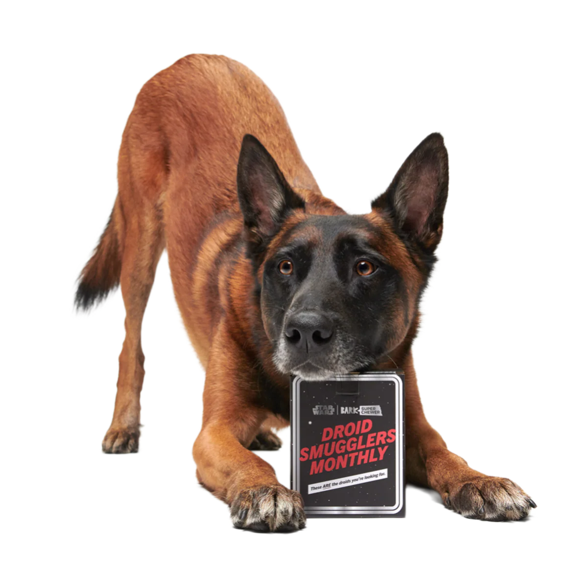 Star Wars™ Droid Smugglers Club, Super Chewer Durable Monthly Dog Toys - Image 3