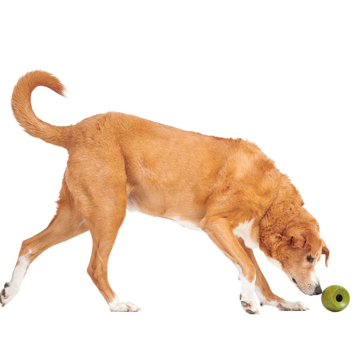 Stuffed Olive Super Chewer Durable Enrichment Dog Toy - Image 3