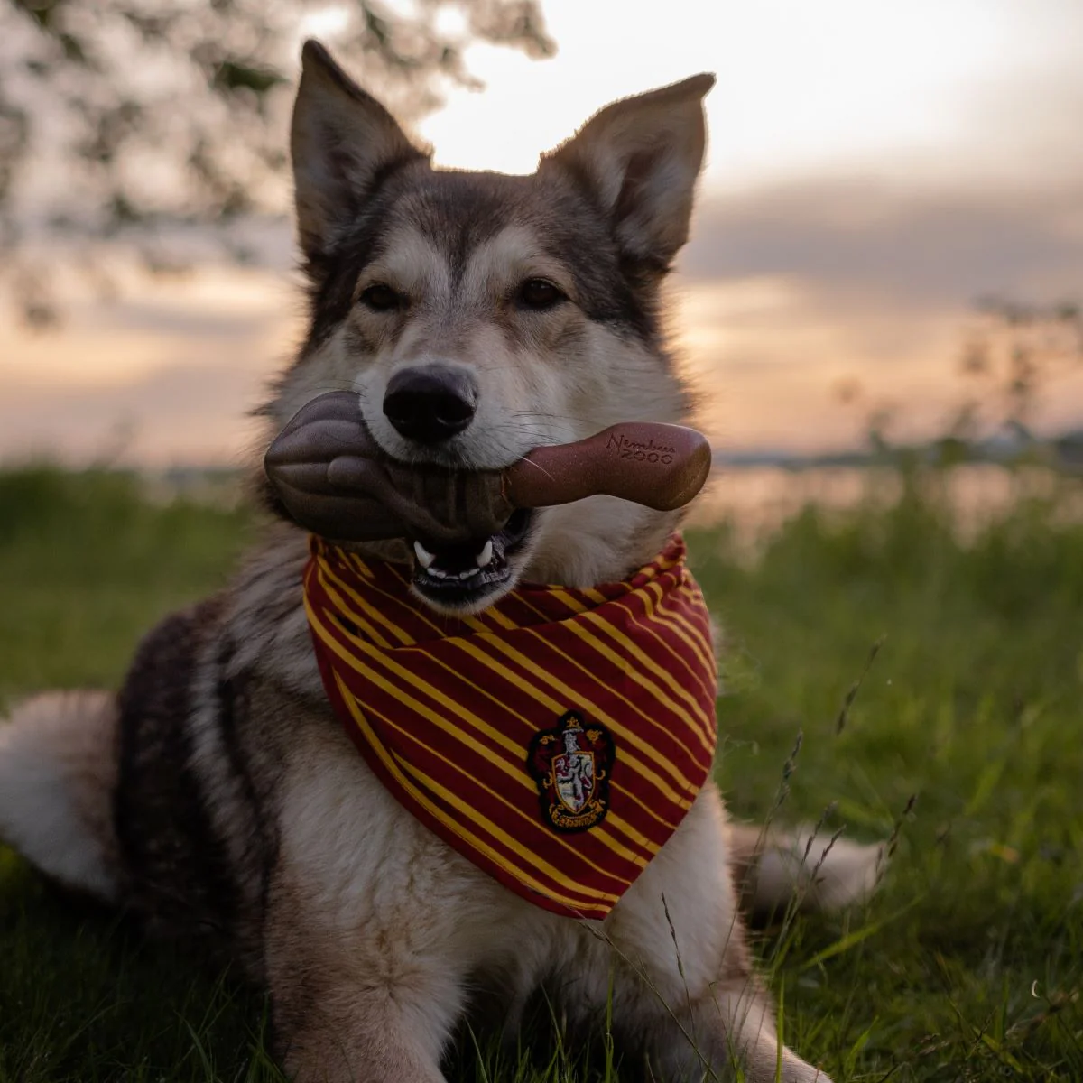Nimbus 2000™ Durable Super Chewer Tug + Gnaw Dog Toy - Image 5