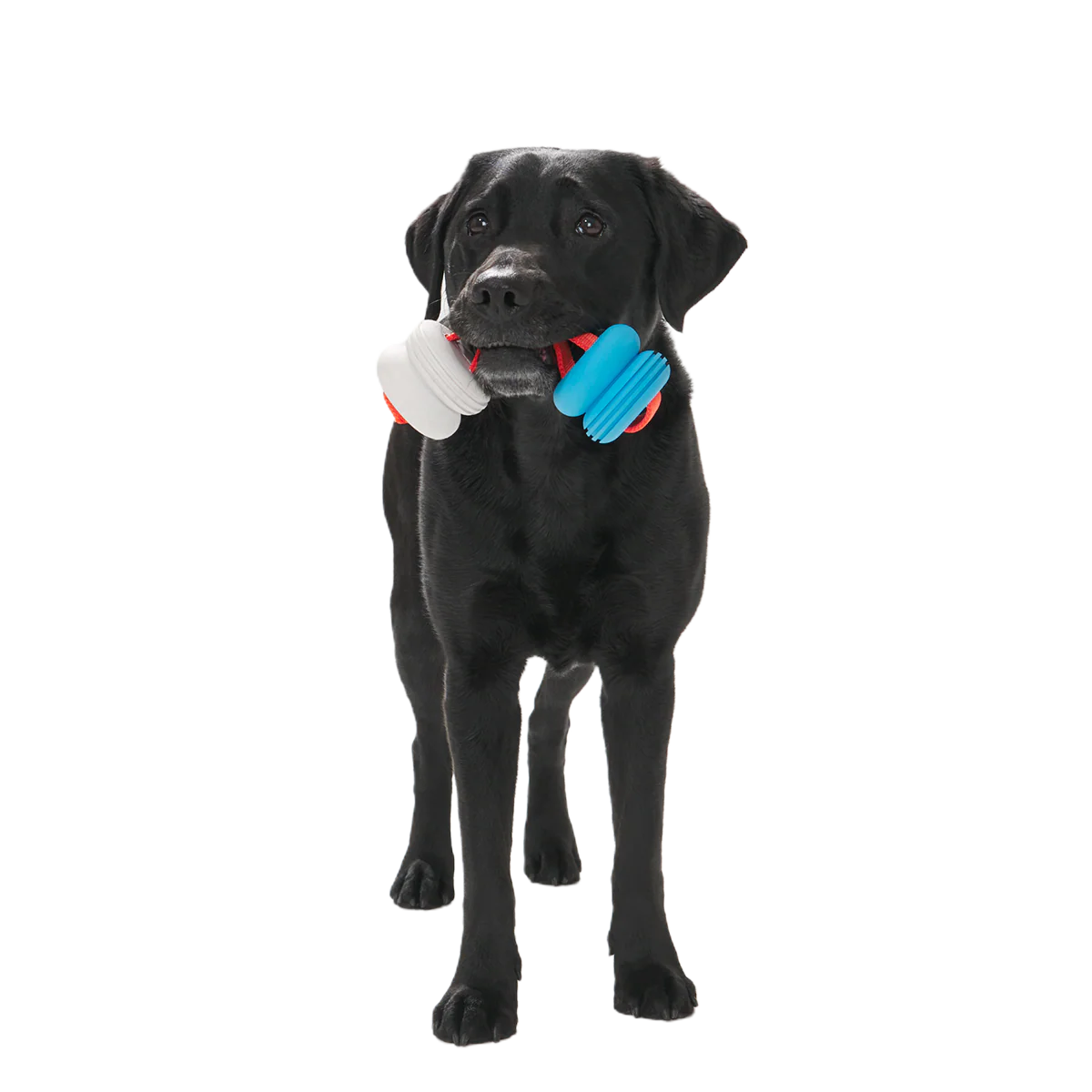 Swimming Pull Super Chewer Durable Tug Dog Toy - Image 3