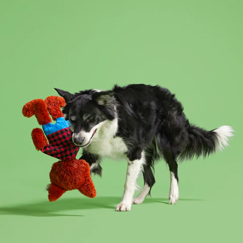 Teen Woof Plush Tug Dog Toy - Image 4