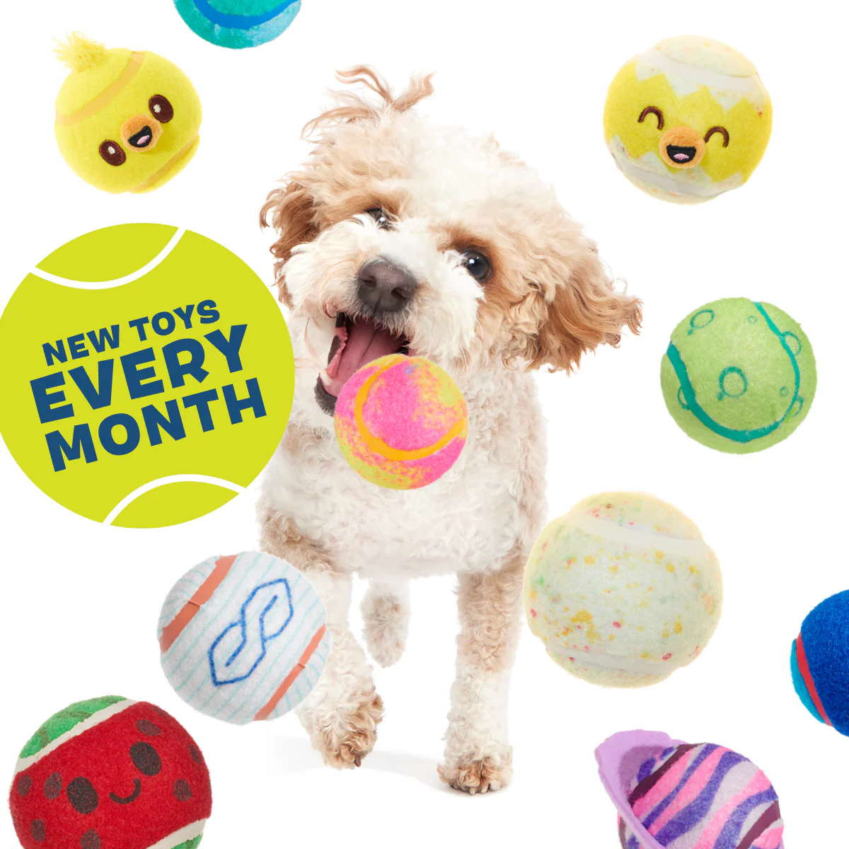 Tennis Ball Club, 3 Squeaky Monthly Tennis Ball Dog Toys - Image 6