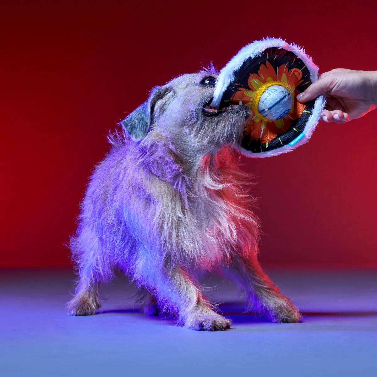 That's No Moon Plush Multi-Part + Fetch Dog Toy - Image 4