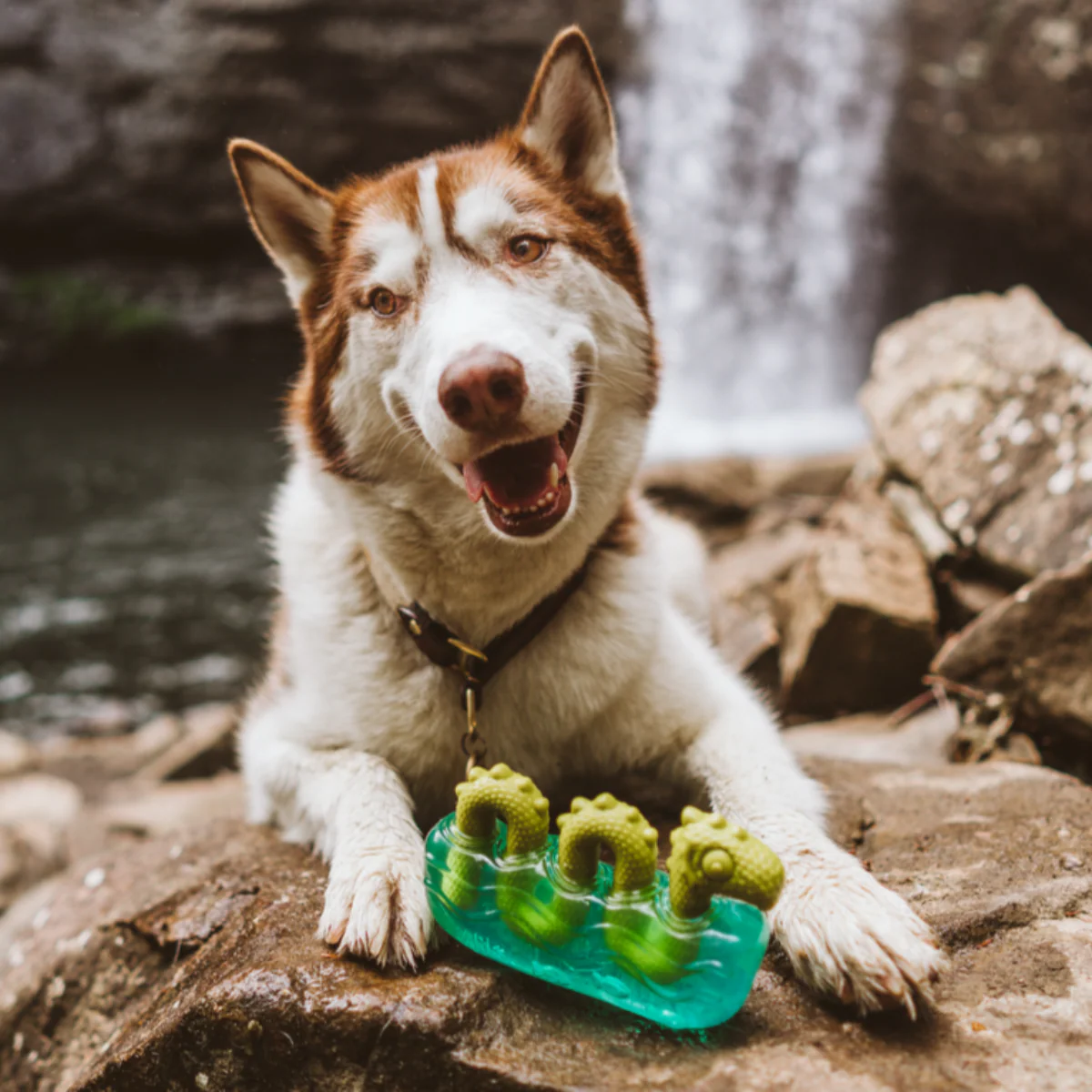 The Dogness Monster Super Chewer Durable Gnaw Dog Toy - Image 4