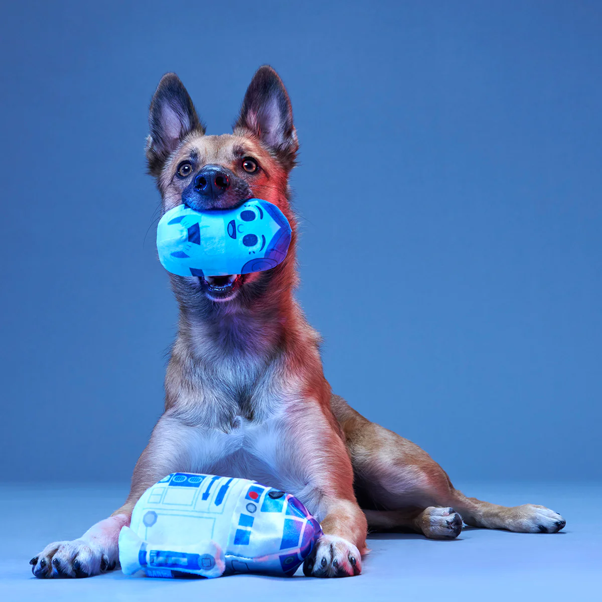 The Droid You're Looking For Plush 2-in-1 + Fetch Dog Toy - Image 3