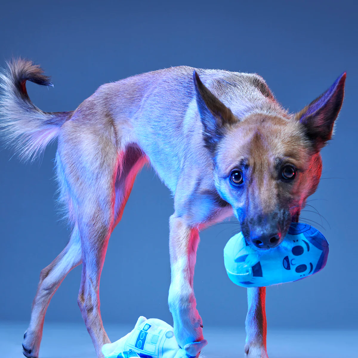 The Droid You're Looking For Plush 2-in-1 + Fetch Dog Toy - Image 4