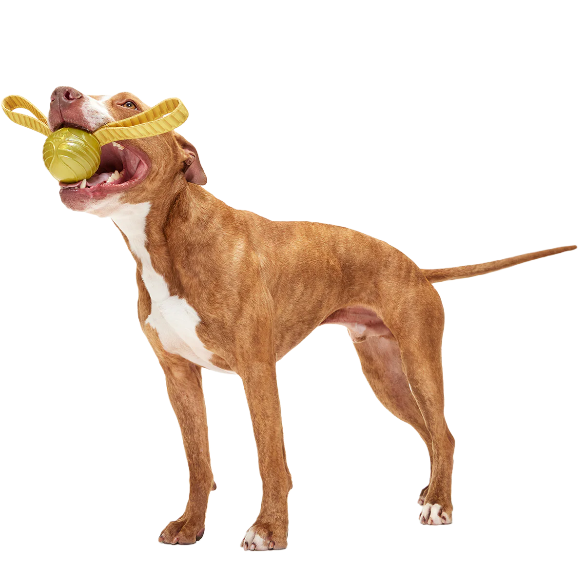 The Golden Snitch™ Durable Super Chewer Tug + Fetch Dog Toy - Image 3