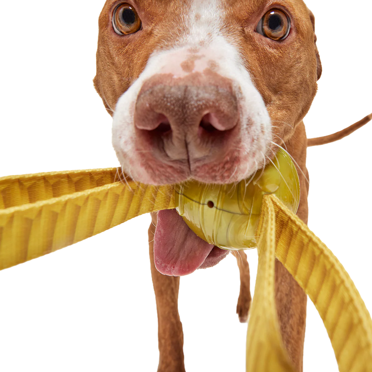 The Golden Snitch™ Durable Super Chewer Tug + Fetch Dog Toy - Image 4