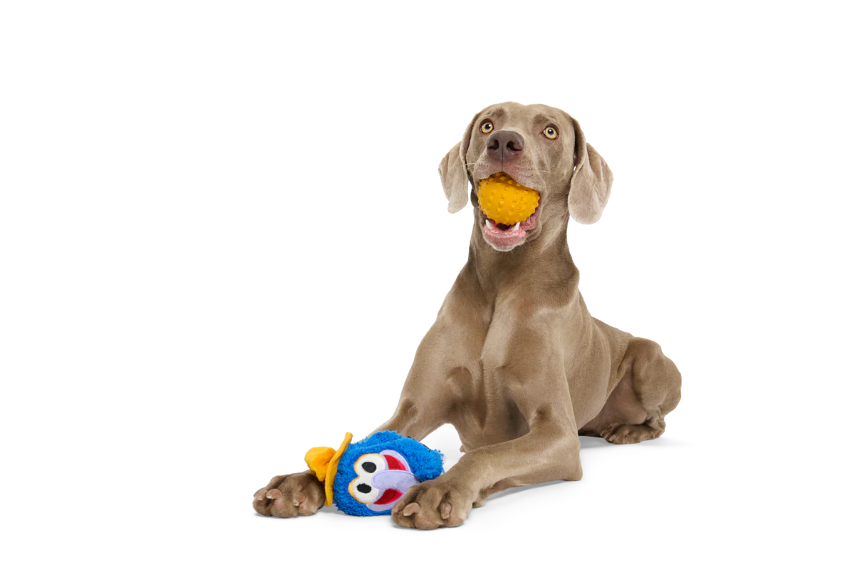 The Great Gonzo as "Charles Lick-ens" Durable Super Chewer Multi-Part Dog Toy - Image 5