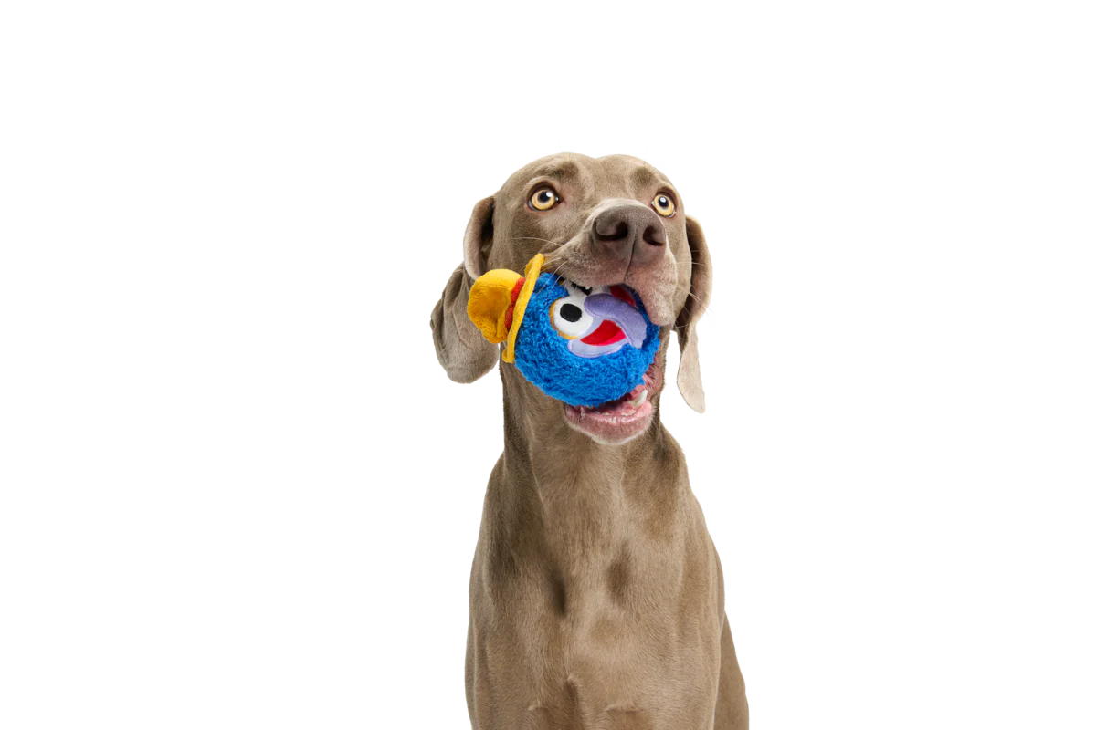 The Great Gonzo as "Charles Lick-ens" Durable Super Chewer Multi-Part Dog Toy - Image 6