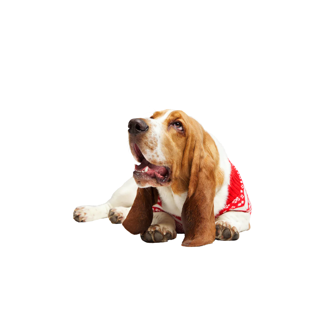 Holiday Sweater Wearable For Dogs - Image 5