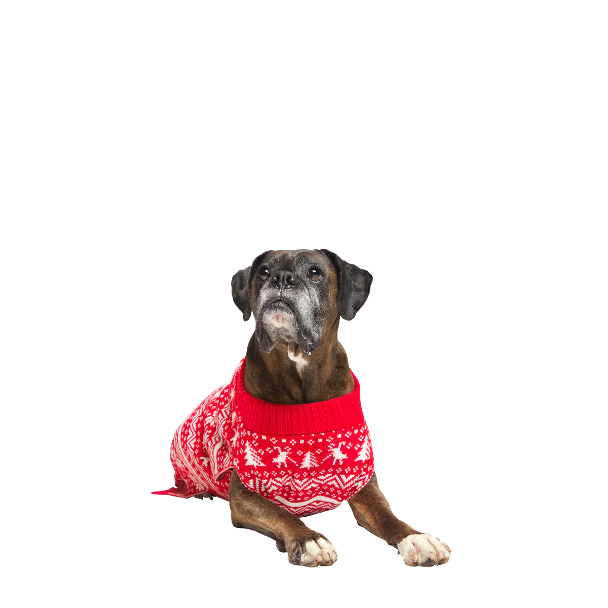 Holiday Sweater Wearable For Dogs - Image 7