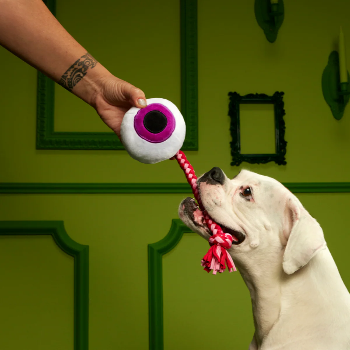 The Part-y Pack Plush Multi-Part + Tug Dog Toy - Image 4