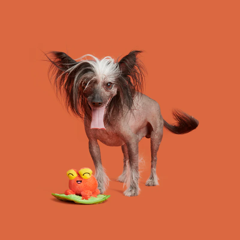 Tiana Tomato Frog Plush Tug Dog Toy - Image 4