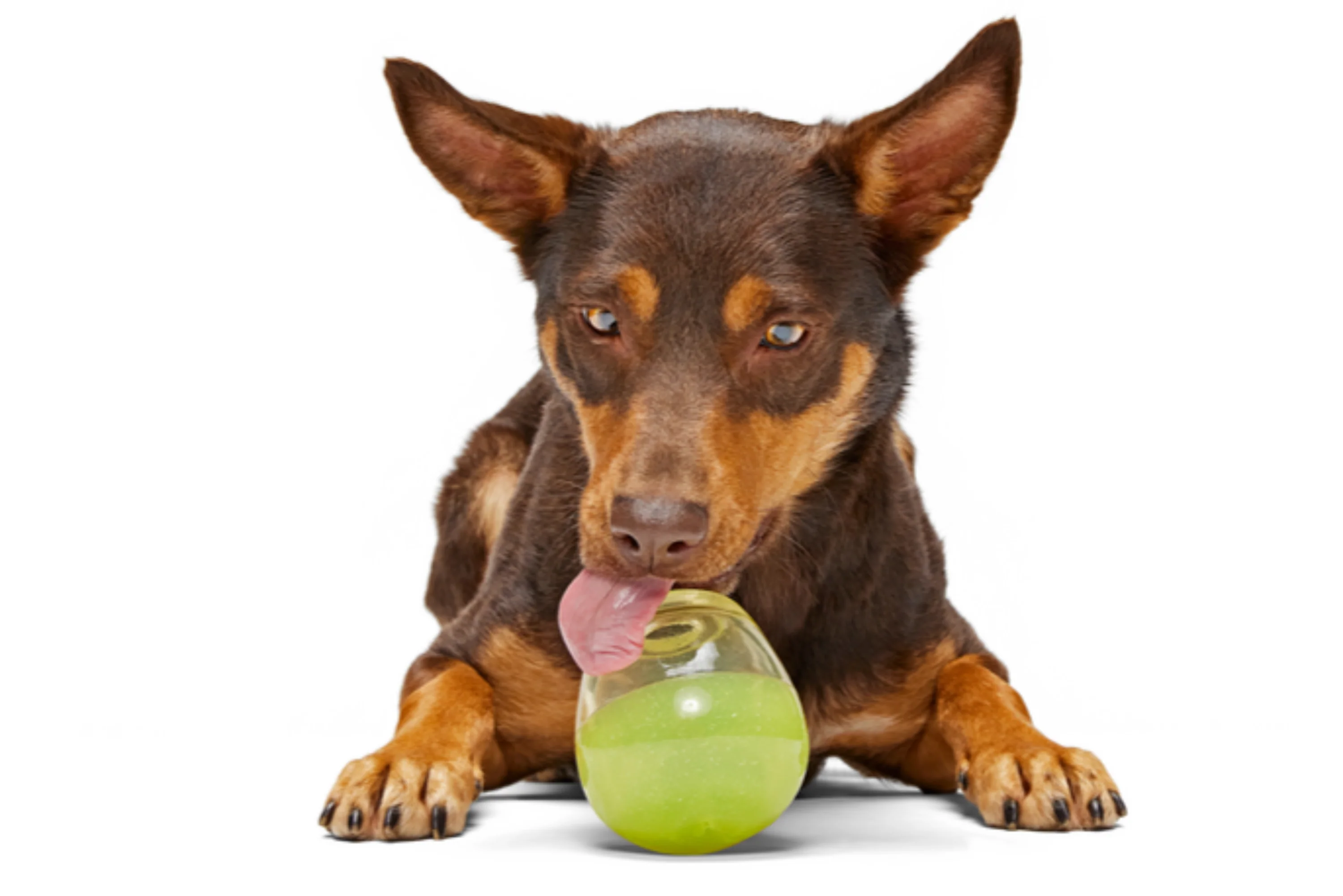 Tipsy Margarita Super Chewer Durable Enrichment Dog Toy - Image 3