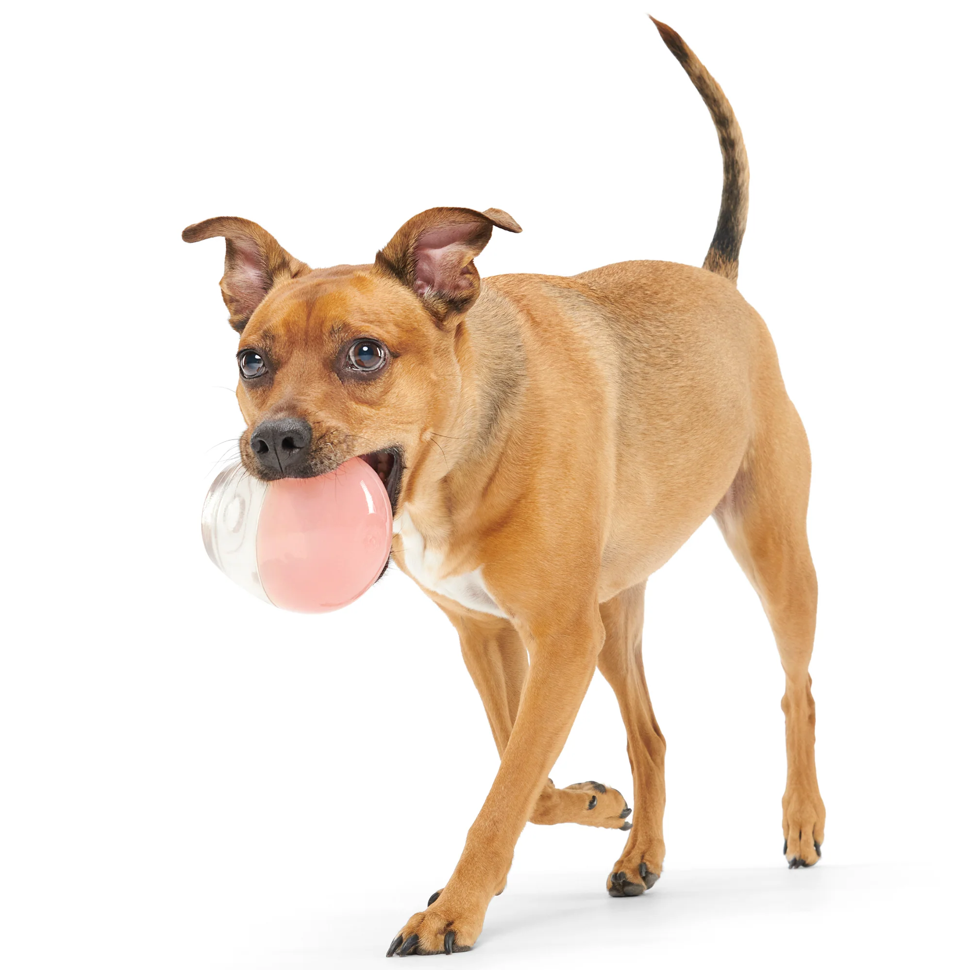 Tipsy Rose Super Chewer Durable Enrichment Dog Toy - Image 3