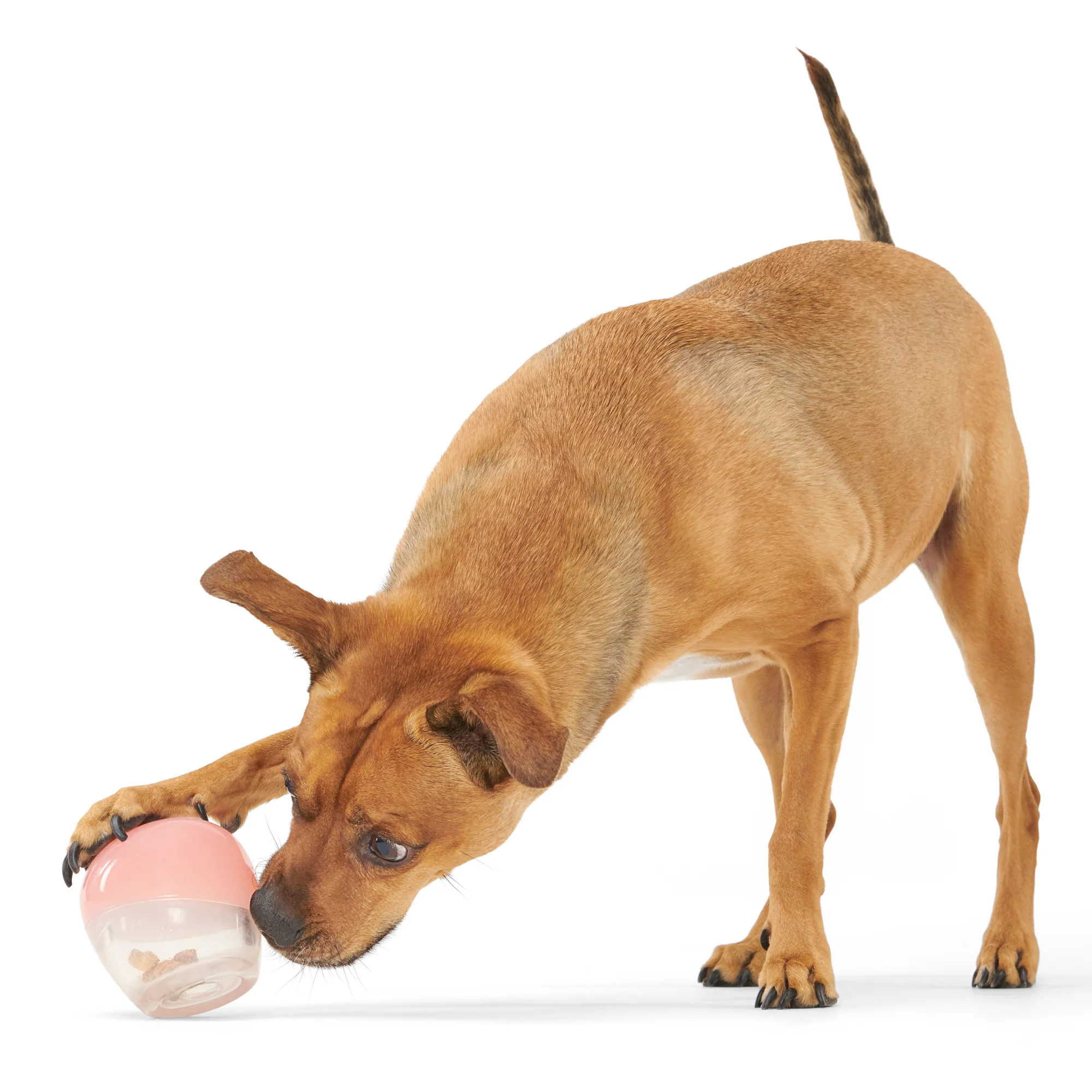 Tipsy Rose Super Chewer Durable Enrichment Dog Toy - Image 4