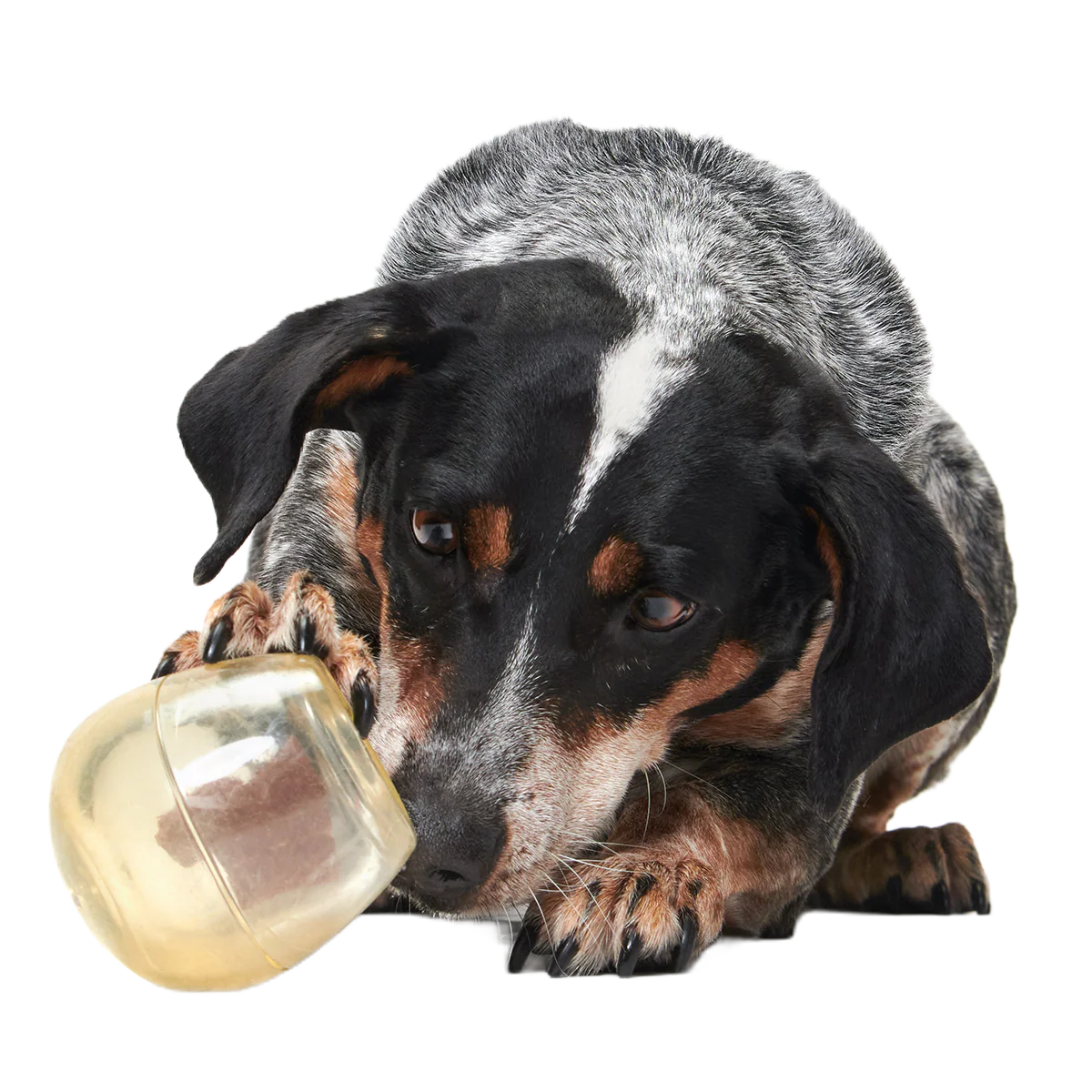 Tipsy Toast Glass Super Chewer Durable Enrichment Dog Toy - Image 5