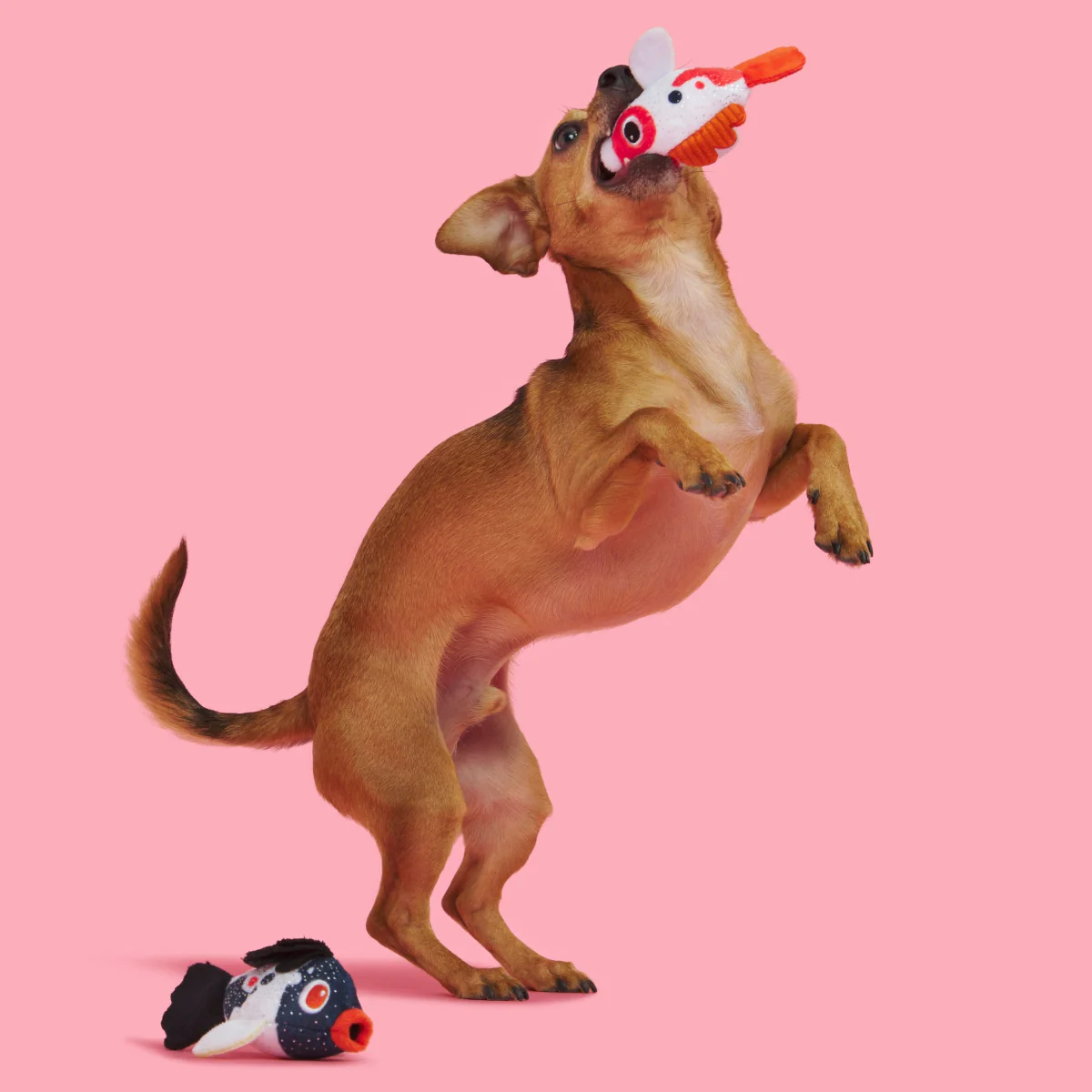 Toi Koi Plush Multi-Part Dog Toy - Image 5