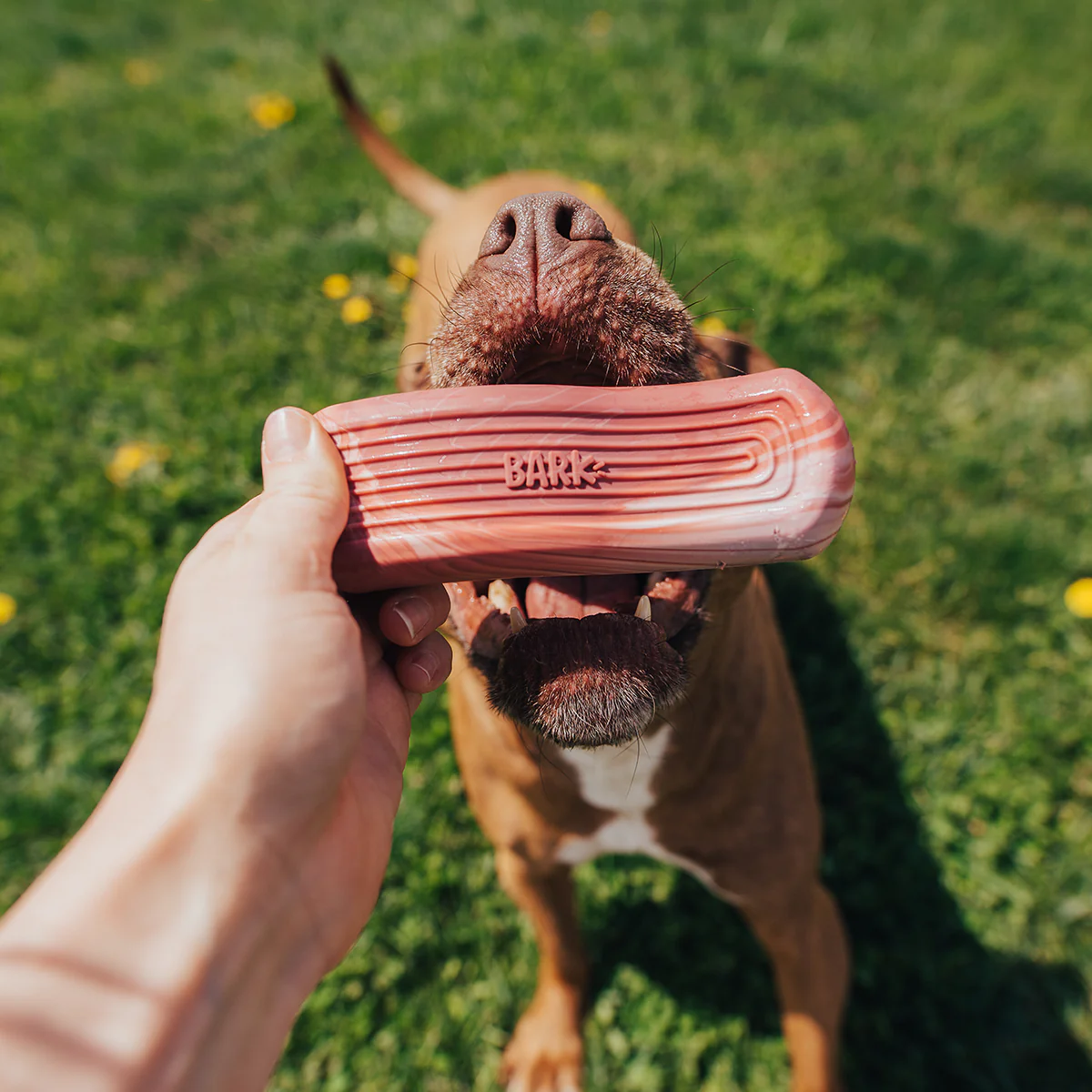 Tough Break Bacon Super Chewer Durable Gnaw Dog Toy - Image 4
