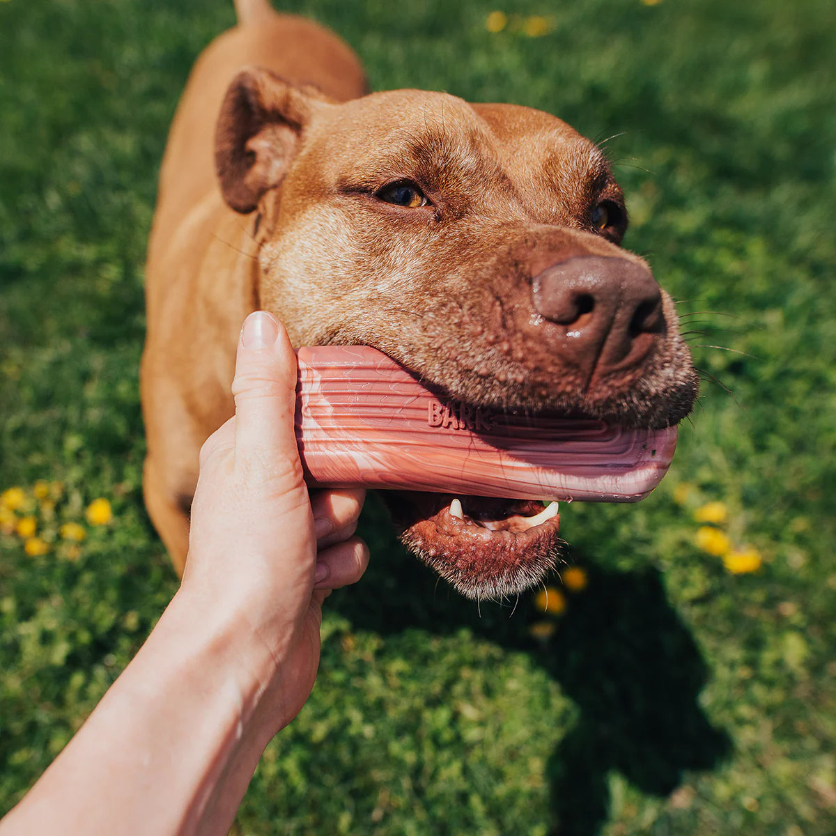 Tough Break Bacon Super Chewer Durable Gnaw Dog Toy - Image 5