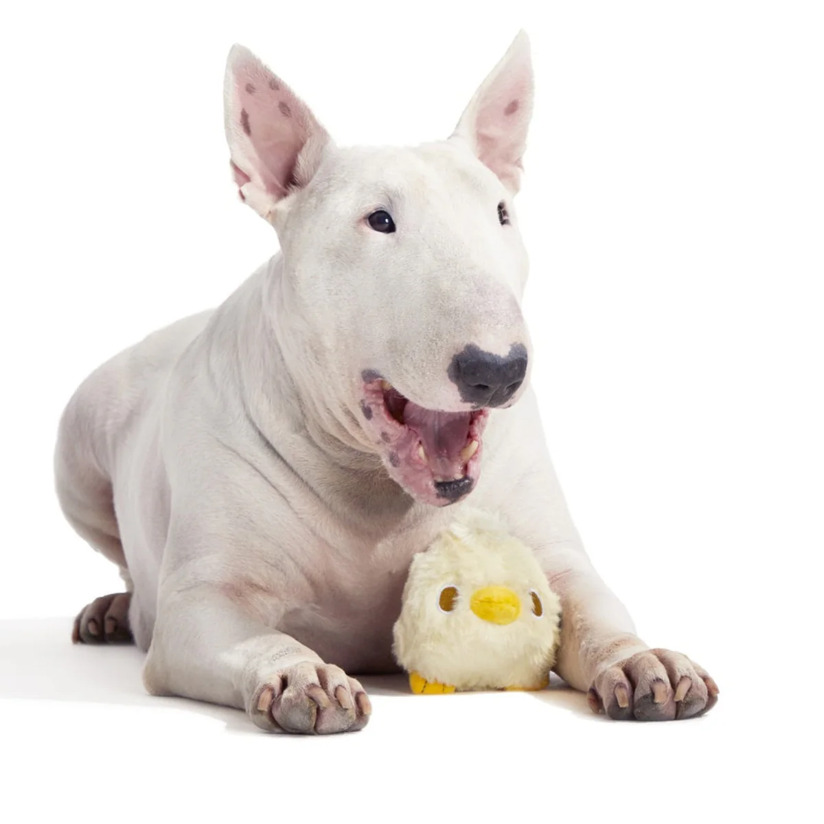 Tough Chick Super Chewer Durable 2-in-1 Dog Toy - Image 3