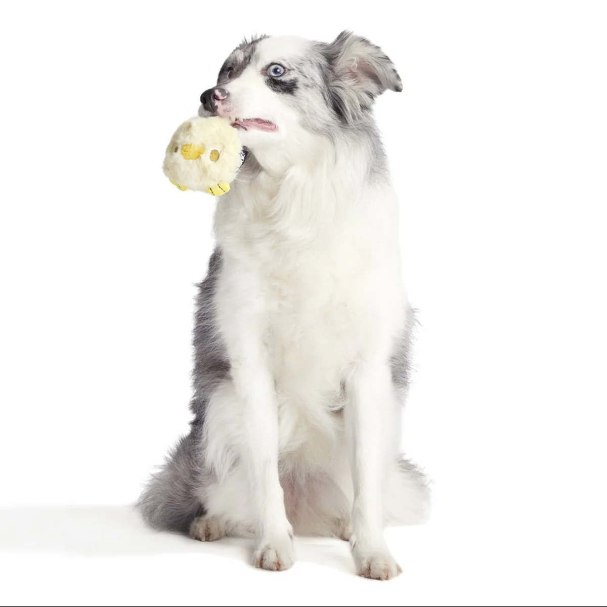 Tough Chick Super Chewer Durable 2-in-1 Dog Toy - Image 4