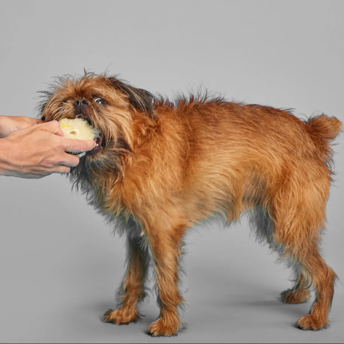 Tough Chick Super Chewer Durable 2-in-1 Dog Toy - Image 7