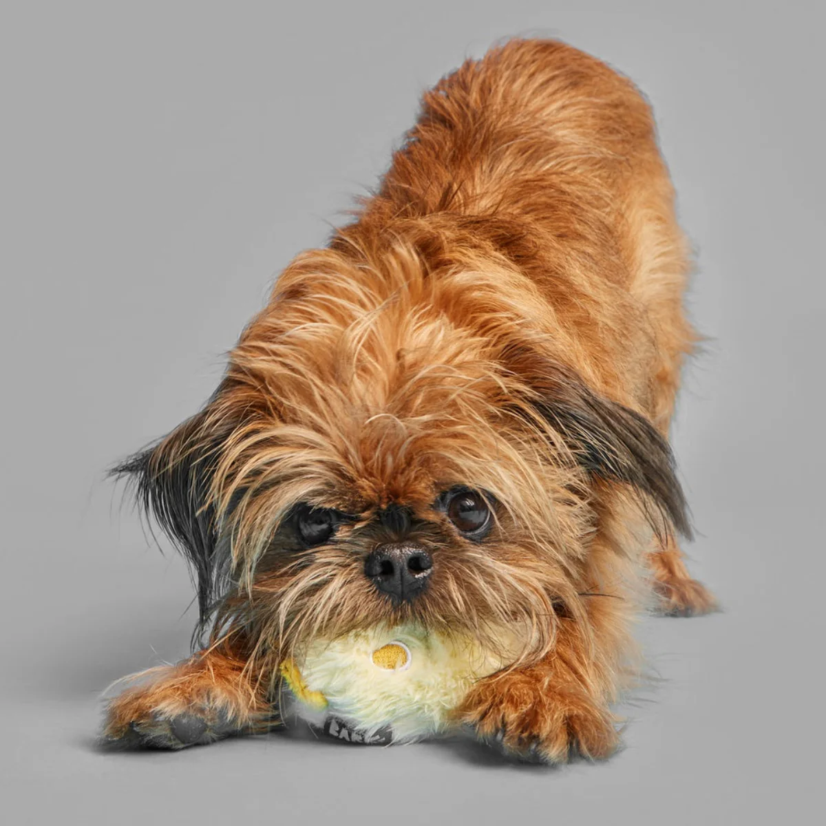 Tough Chick Super Chewer Durable 2-in-1 Dog Toy - Image 8