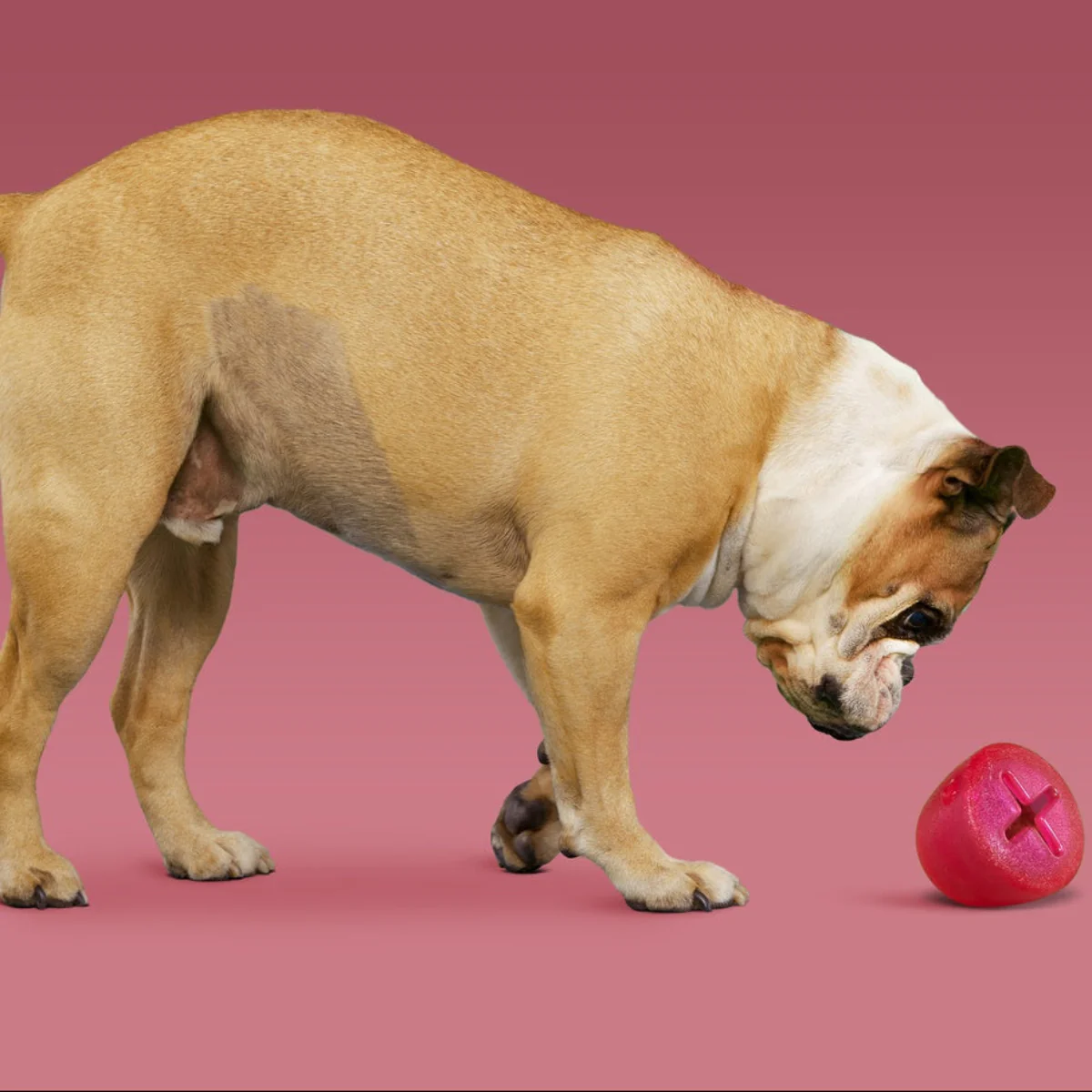 Treats n' Sweets Gumdrop Super Chewer Durable Enrichment Dog Toy - Image 4