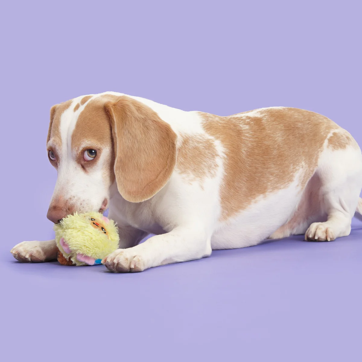Trixie the Tricky Chicky Plush Dog Toy - Image 4