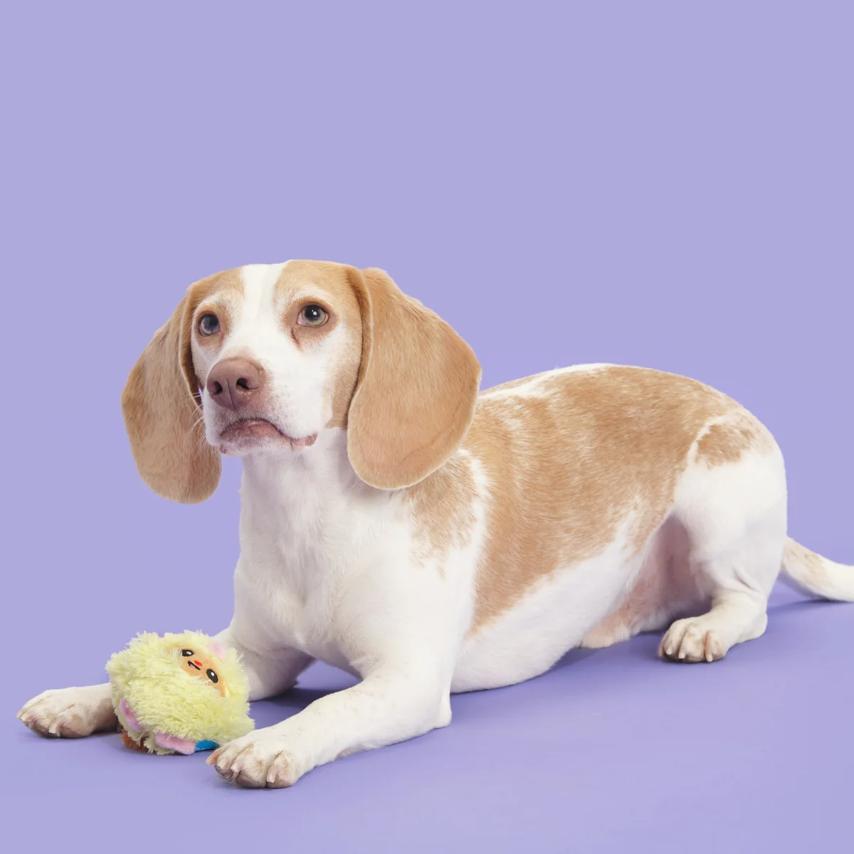 Trixie the Tricky Chicky Plush Dog Toy - Image 5