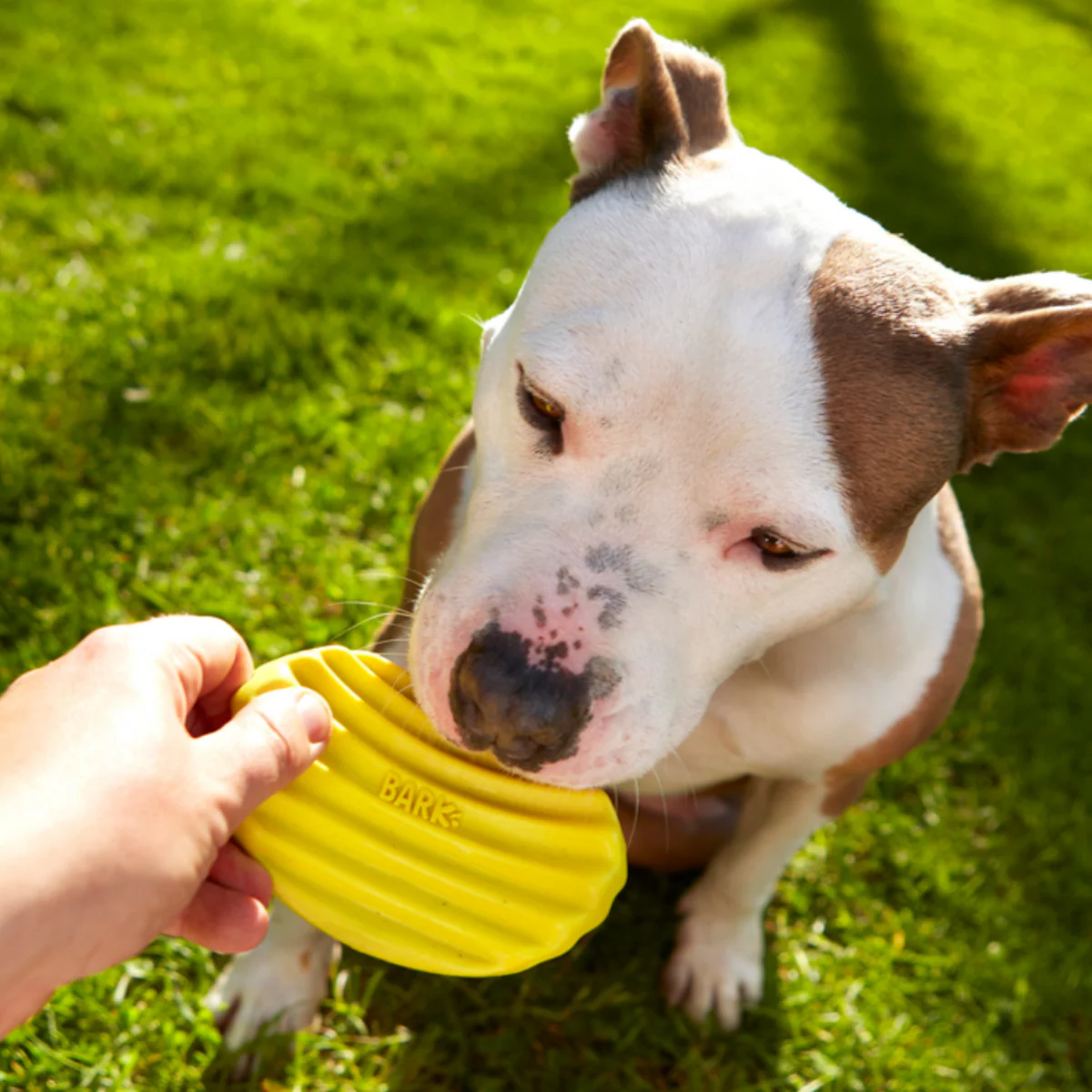 Tuffles Potato Chip Super Chewer Durable Gnaw Dog Toy - Image 3