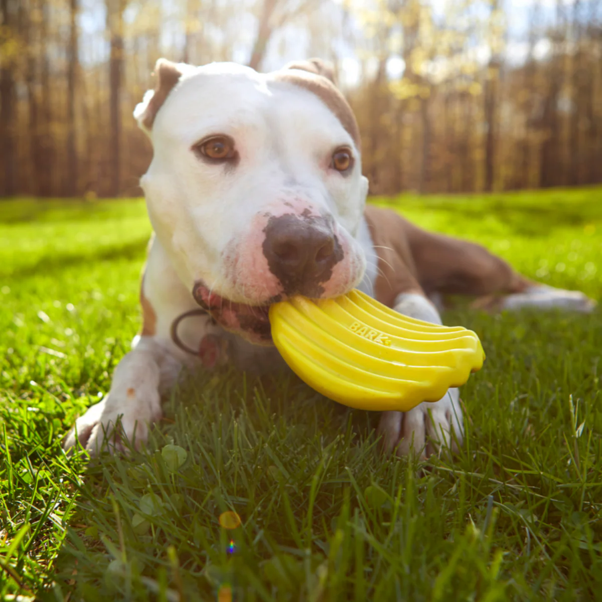 Tuffles Potato Chip Super Chewer Durable Gnaw Dog Toy - Image 4