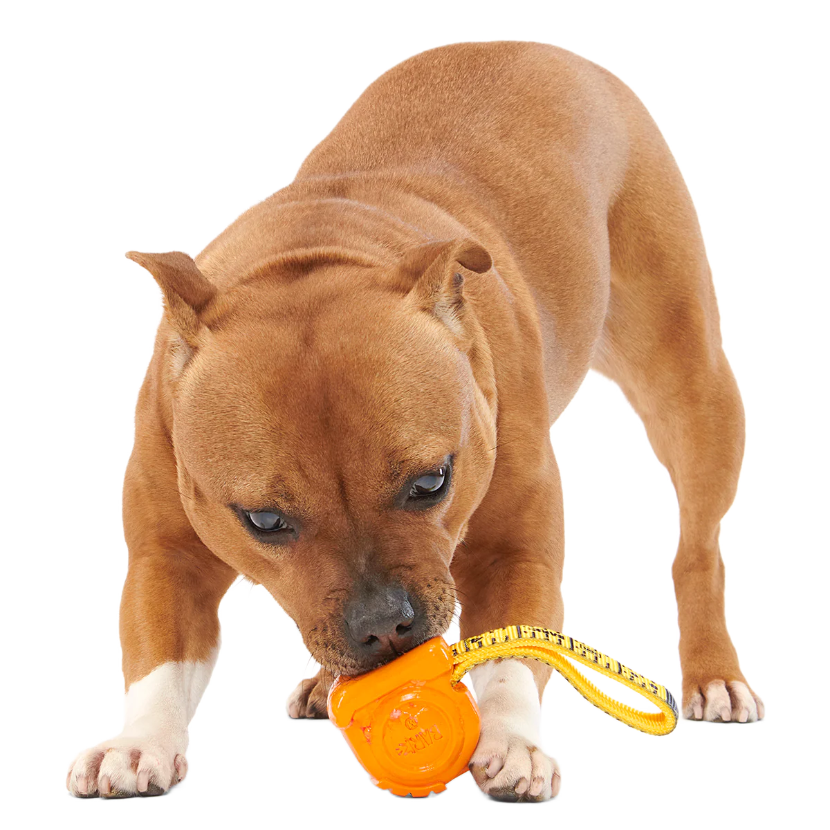 Tug Measure Super Chewer Durable Dog Toy - Image 4