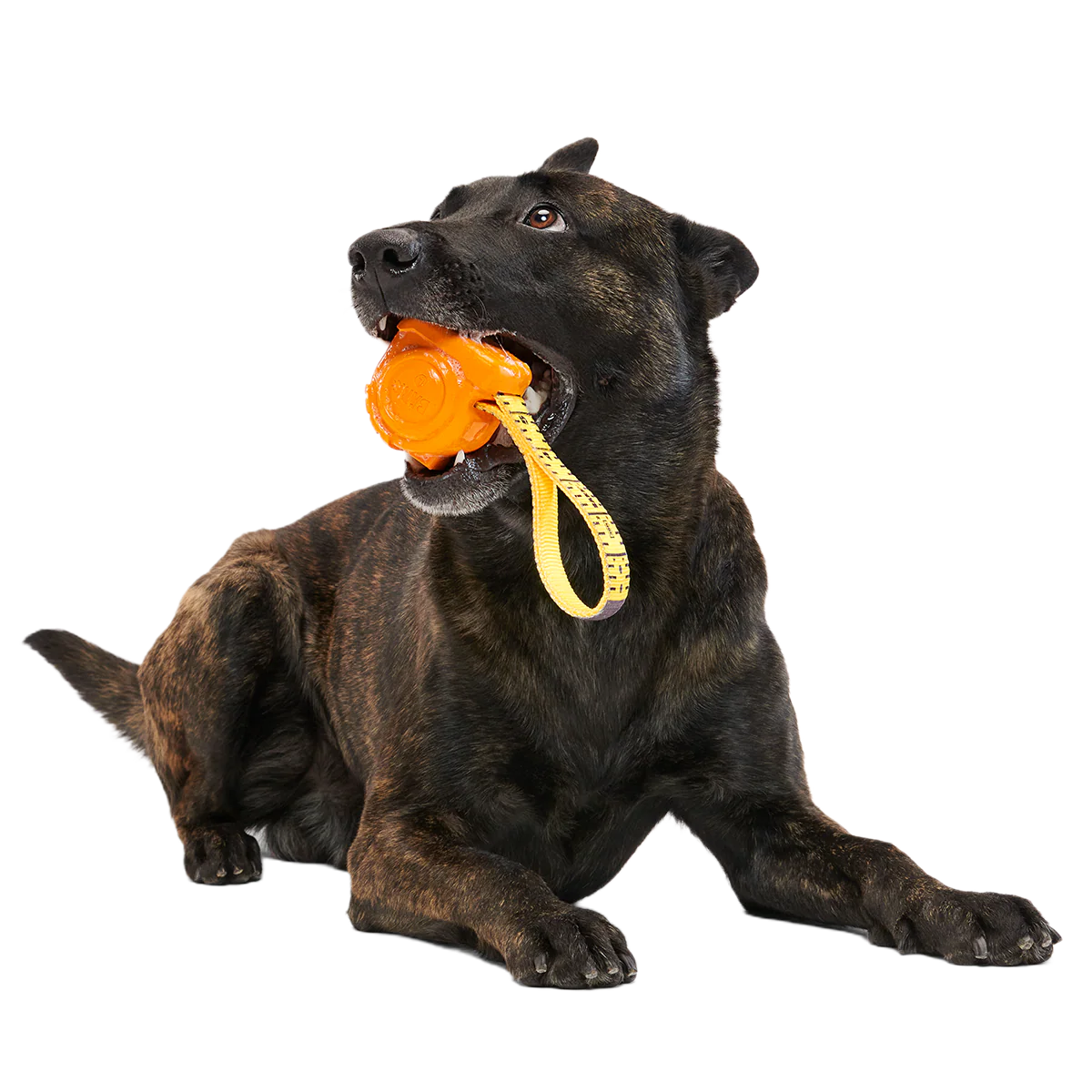Tug Measure Super Chewer Durable Dog Toy - Image 6