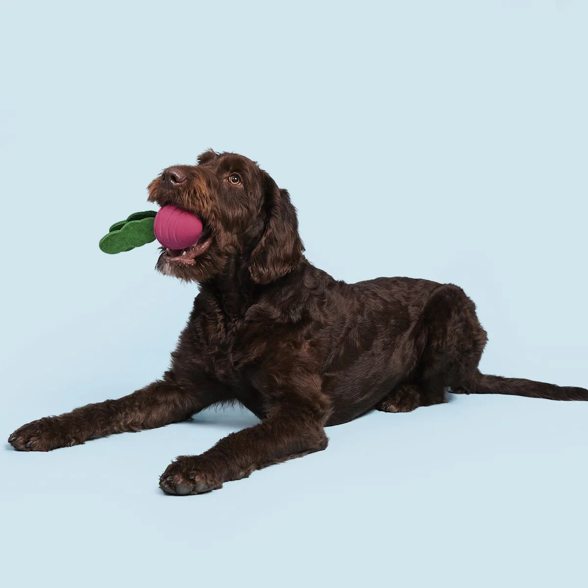 Turnt Up Turnip Super Chewer Durable Tug Dog Toy - Image 2