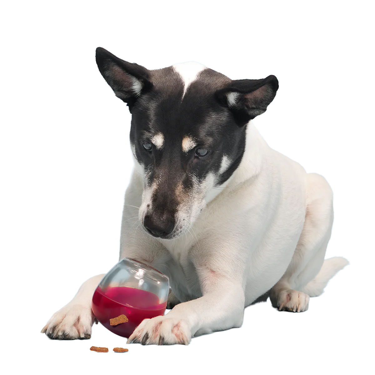 Vino Vidi Vici Super Chewer Durable Enrichment Dog Toy - Image 3