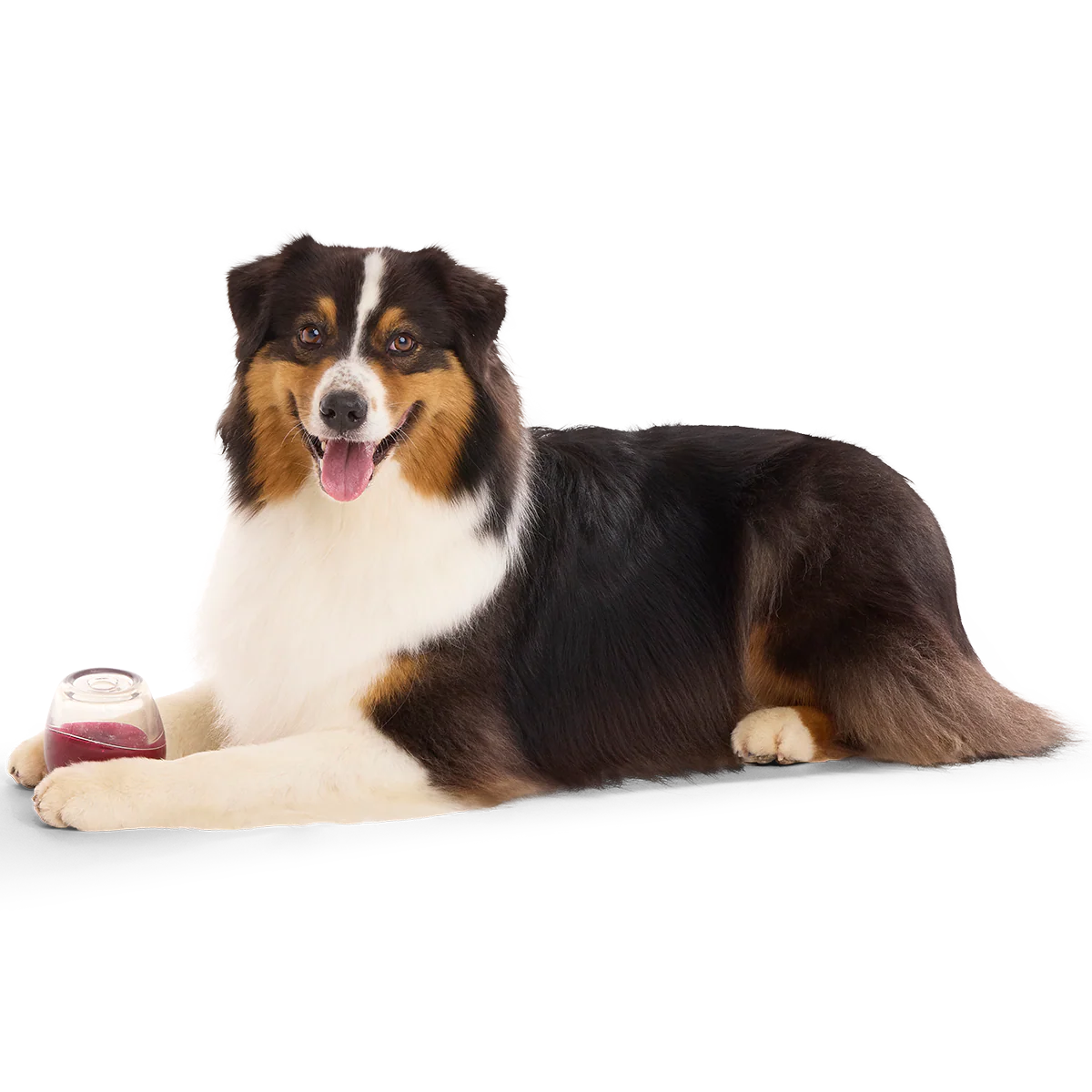 Vino Vidi Vici Super Chewer Durable Enrichment Dog Toy - Image 5
