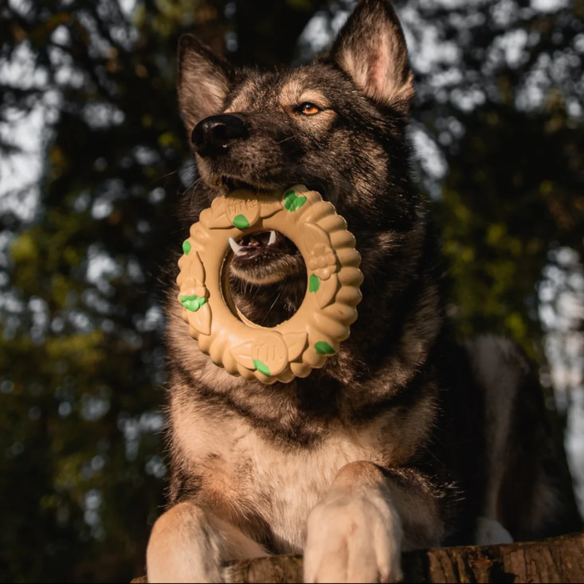 Virgo Ring Toss Super Chewer Durable Enrichment Dog Toy - Image 2
