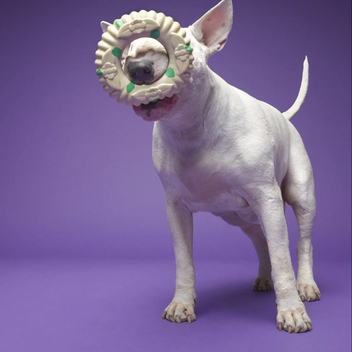 Virgo Ring Toss Super Chewer Durable Enrichment Dog Toy - Image 5