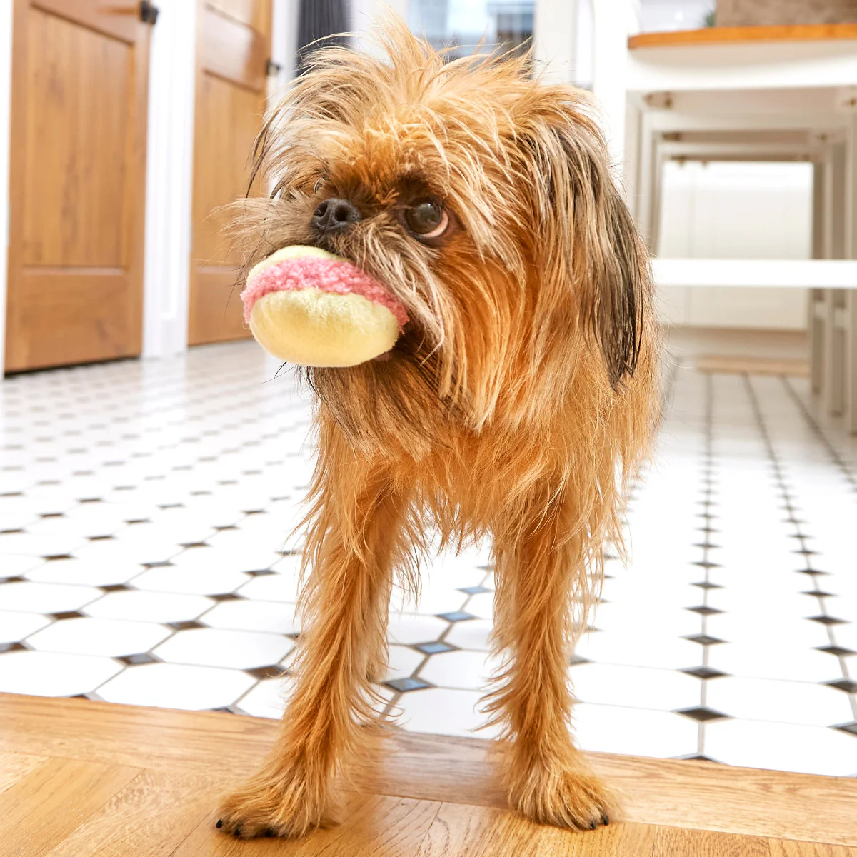 Wee Wee Macaroon Plush Multi-Part + Enrichment Dog Toy - Image 3