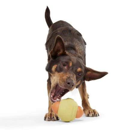 Weenie Dawg Durable Super Chewer Gnaw Dog Toy - Image 3