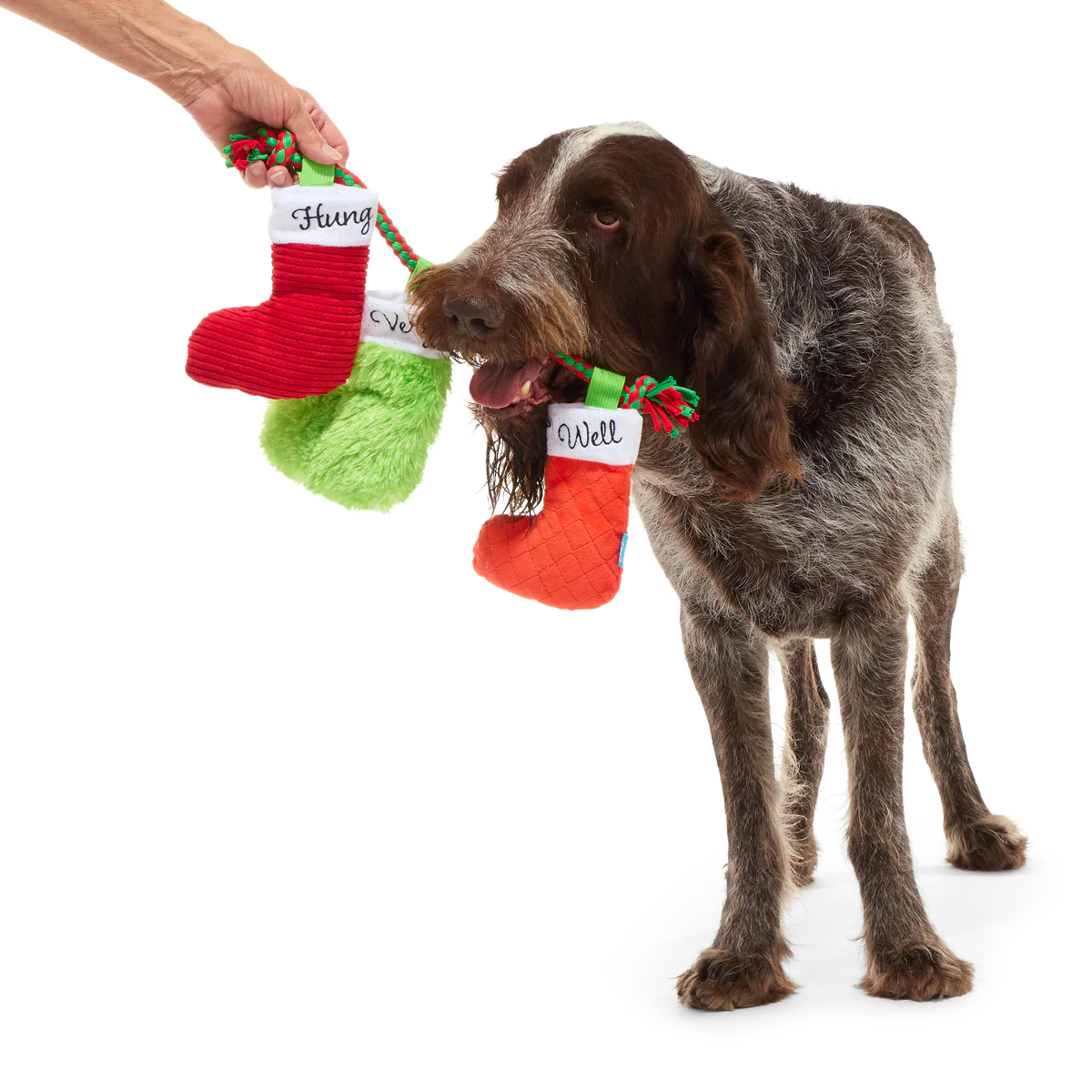 Well Hung Stockings Plush Tug Dog Toy - Image 6