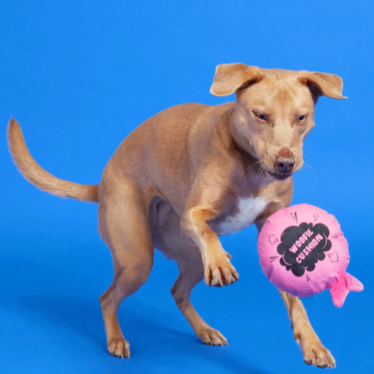 Woofie Cushion - Image 2