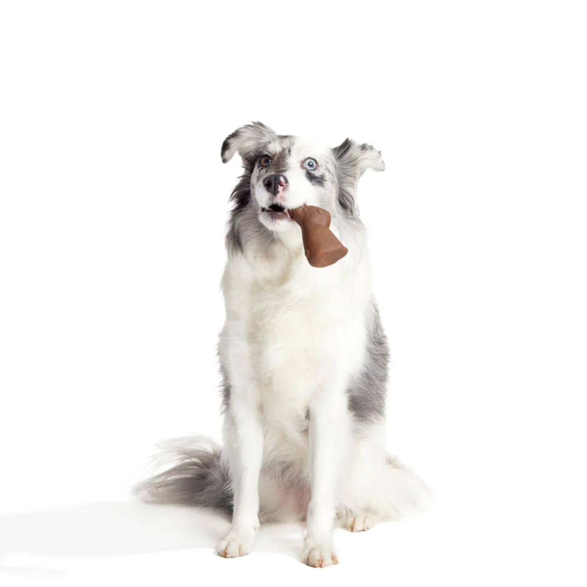 Yummy Bunny Durable Super Chewer Gnaw Dog Toy - Image 2